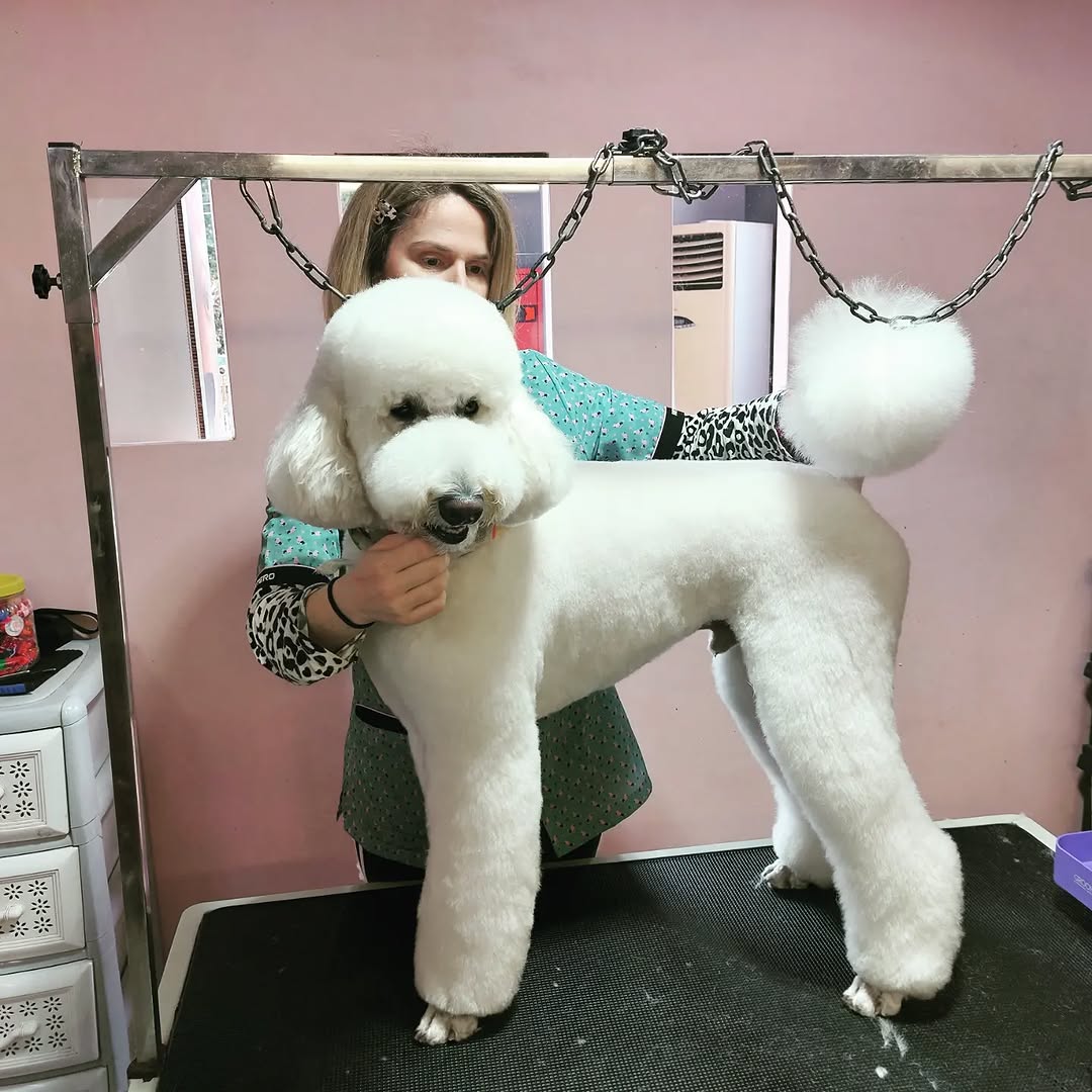 Σκυλάκι μετά από grooming στο Miss Frankie Grooming Studio